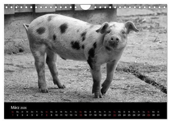 Produktbild: Das Leben der Schweine (Wandkalender 2026 DIN A4 quer), CALVENDO Monatskalender