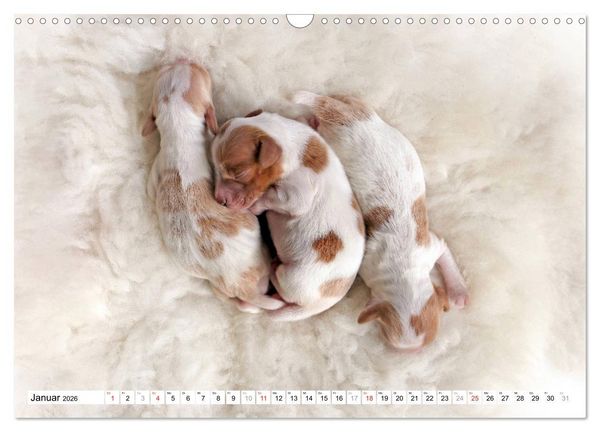 Produktbild: Irish Red and White Setter Welpen (Wandkalender 2026 DIN A3 quer), CALVENDO Monatskalender