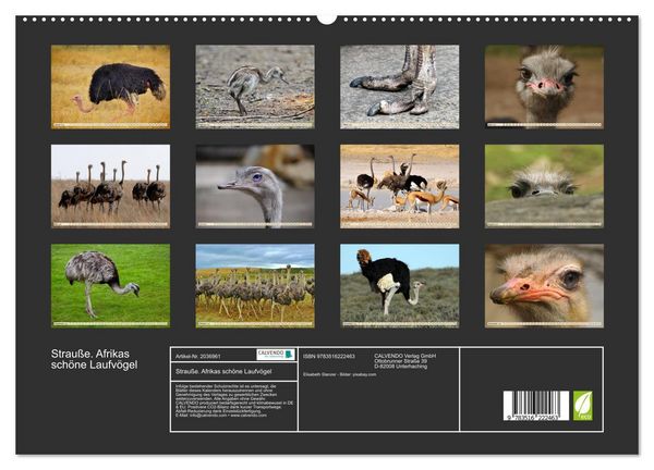 Produktbild: Strau&szlig;e. Afrikas sch&ouml;ne Laufv&ouml;gel (hochwertiger Premium Wandkalender 2026 DIN A2 quer), Kunstdruck in Hochglanz