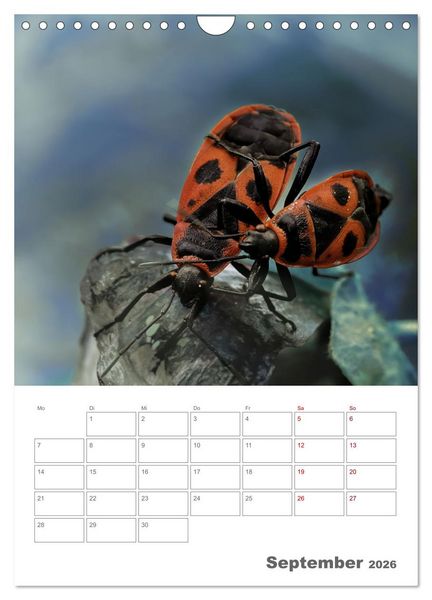 Produktbild: Helden in der Natur (Wandkalender 2026 DIN A4 hoch), CALVENDO Monatskalender