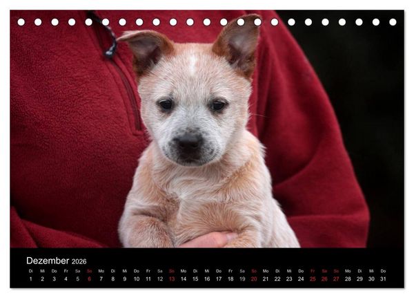 Produktbild: Australian Cattle Dog Welpen (Tischkalender 2026 DIN A5 quer), CALVENDO Monatskalender