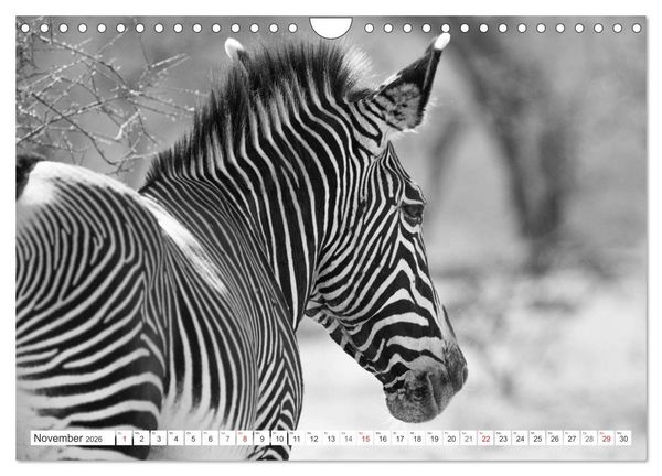 Produktbild: Emotionale Momente: Zebras - black & white. (Wandkalender 2026 DIN A4 quer), CALVENDO Monatskalender