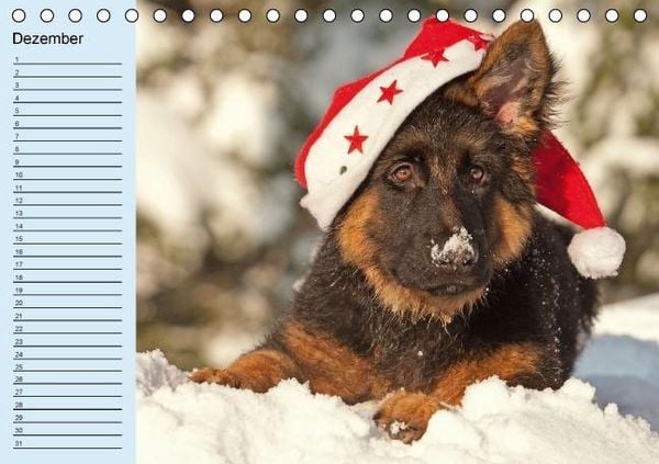 Produktbild: Der Schäferhunde-Geburtstagskalender (Tischkalender immerwährend DIN A5 quer)