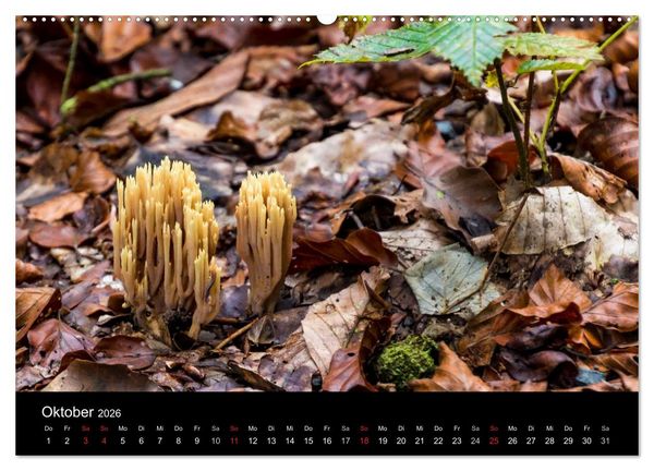 Produktbild: Meine Heimat Westerwald (hochwertiger Premium Wandkalender 2026 DIN A2 quer), Kunstdruck in Hochglanz