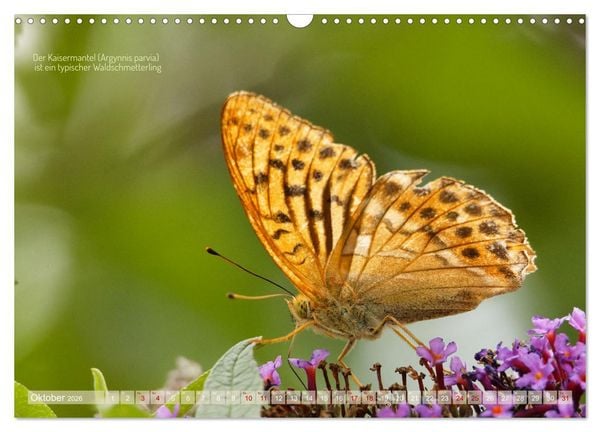Produktbild: Frankens Insekten (Wandkalender 2026 DIN A3 quer), CALVENDO Monatskalender