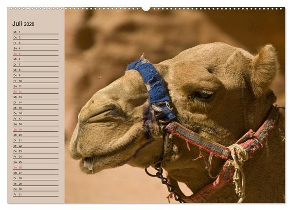 Produktbild: Kamele in der W&uuml;stensonne (hochwertiger Premium Wandkalender 2026 DIN A2 quer), Kunstdruck in Hochglanz