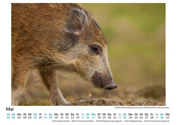Produktbild: Wildschweine