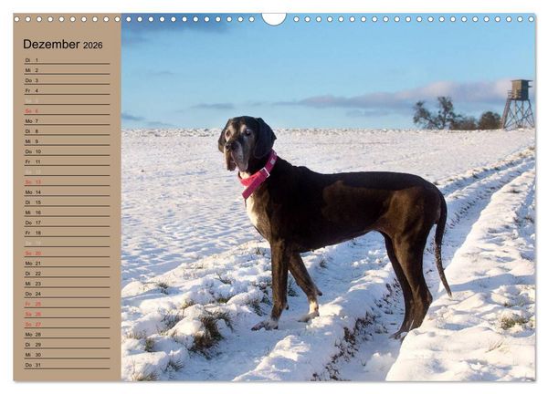 Produktbild: Deutsche Doggen - Sanfte Riesen (Wandkalender 2026 DIN A3 quer), CALVENDO Monatskalender