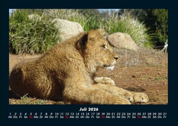 Produktbild: L&ouml;wen in der Wildnis 2026 Fotokalender DIN A4