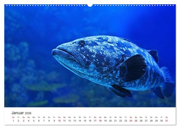 Produktbild: Tiefsee - Ein Abenteuer ins Unbekannte. (hochwertiger Premium Wandkalender 2026 DIN A2 quer), Kunstdruck in Hochglanz