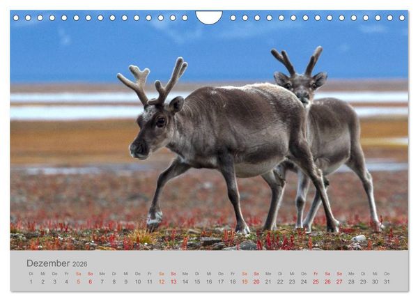 Produktbild: Spitzbergen 80&deg; Nord (Wandkalender 2026 DIN A4 quer), CALVENDO Monatskalender