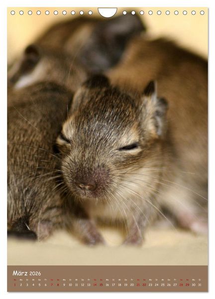 Produktbild: Degus - Winzlinge mit gro&szlig;em Herz (Wandkalender 2026 DIN A4 hoch), CALVENDO Monatskalender