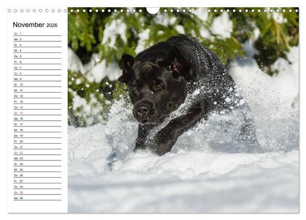 Produktbild: Labrador Retriever - Freunde f&uuml;r&acute;s Leben (Wandkalender 2026 DIN A3 quer), CALVENDO Monatskalender
