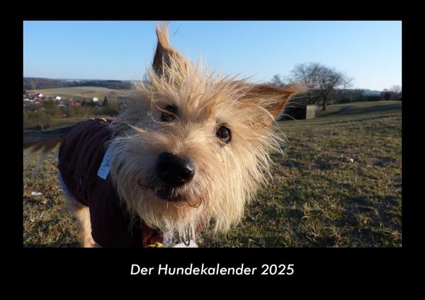 Produktbild: Der Hundekalender 2025 Fotokalender DIN A3