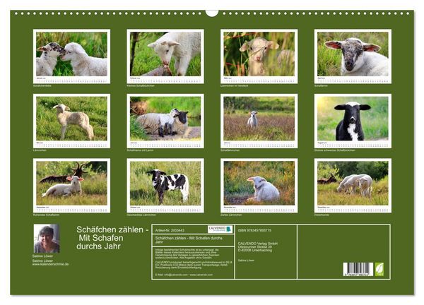 Produktbild: Sch&auml;fchen z&auml;hlen - Mit Schafen durchs Jahr (Wandkalender 2026 DIN A2 quer), CALVENDO Monatskalender