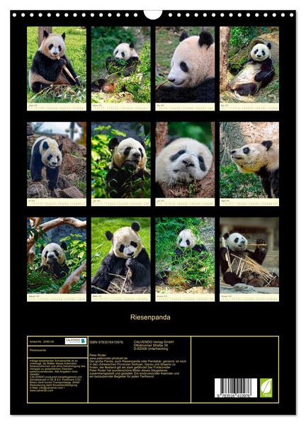 Produktbild: Riesenpanda (Wandkalender 2026 DIN A3 hoch), CALVENDO Monatskalender