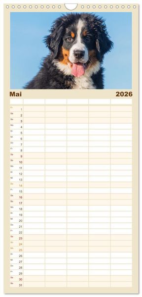 Produktbild: Familienplaner 2026 - Berner Sennenhund - Ein Freund auf vier Pfoten mit 5 Spalten (Wandkalender, 21 x 45 cm) CALVENDO