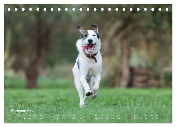Produktbild: Fr&ouml;hliche Hunde (Tischkalender 2026 DIN A5 quer), CALVENDO Monatskalender