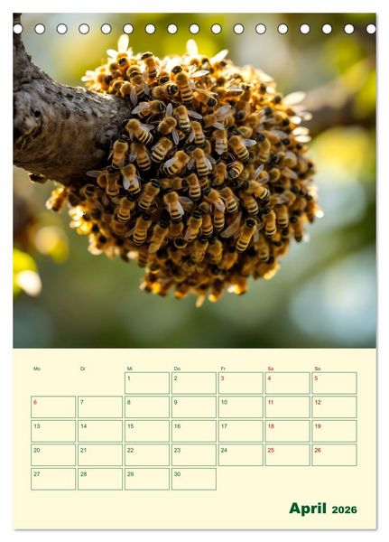 Produktbild: Bienenblick &ndash; Ein Jahr mit den Bienen (Tischkalender 2026 DIN A5 hoch), CALVENDO Monatskalender