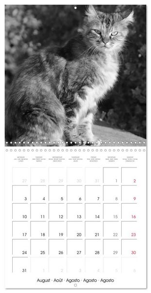 Produktbild: Black and white cat whispers (Wall Calendar 2026 12 &times; 12 Inch) CALVENDO 12 Month Wall Calendar