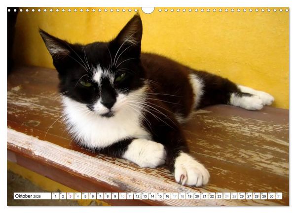 Produktbild: Katzen der Kykladen (Wandkalender 2026 DIN A3 quer), CALVENDO Monatskalender