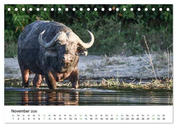 Produktbild: B&uuml;ffel - wild und sch&ouml;n (Tischkalender 2026 DIN A5 quer), CALVENDO Monatskalender