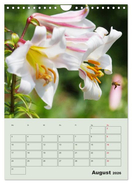Produktbild: Lilien im Garten (Wandkalender 2026 DIN A4 hoch), CALVENDO Monatskalender