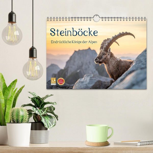 Produktbild: Steinb&ouml;cke - Eindr&uuml;ckliche K&ouml;nige der Alpen (Wandkalender 2027 DIN A4 quer), CALVENDO Monatskalender