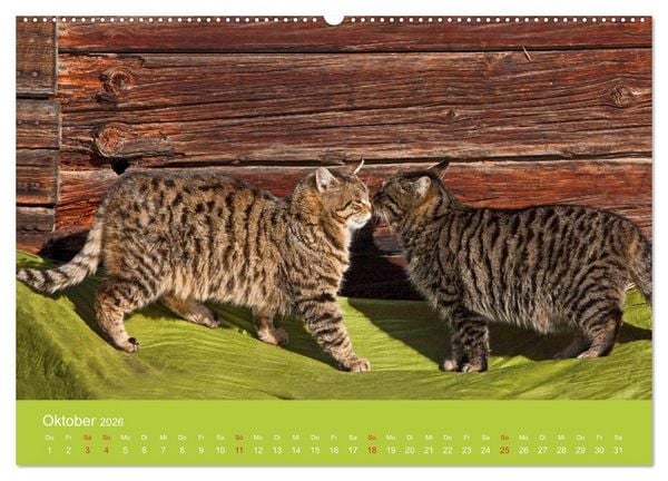 Produktbild: Wir sind die Stars am Bauernhof (hochwertiger Premium Wandkalender 2026 DIN A2 quer), Kunstdruck in Hochglanz