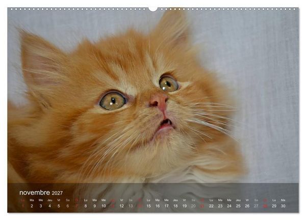 Produktbild: Mine de chat (Calendrier mural haut de gamme 2027 DIN A2 vertical), CALVENDO calendrier mensuel