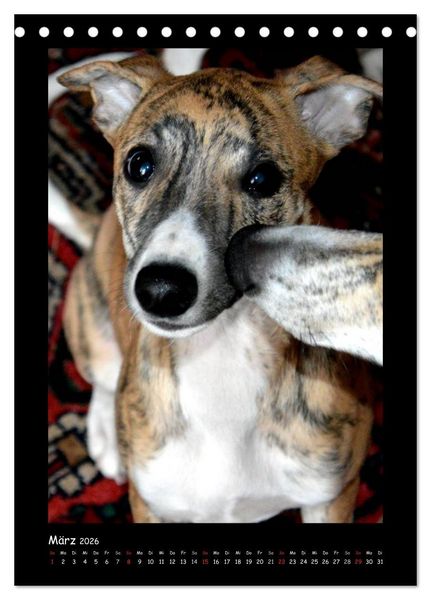 Produktbild: Ein Whippet wird erwachsen (Tischkalender 2026 DIN A5 hoch), CALVENDO Monatskalender