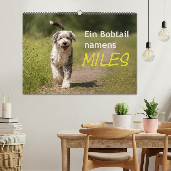 Produktbild: Ein Bobtail namens Miles (Wandkalender 2026 DIN A2 quer), CALVENDO Monatskalender