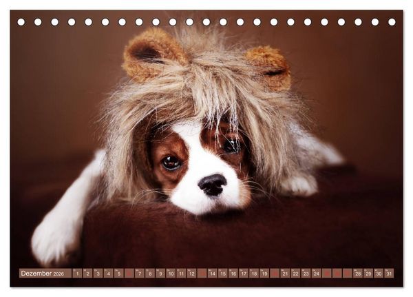 Produktbild: Der Welpenkalender - Cavalier King Charles Spaniel (Tischkalender 2026 DIN A5 quer), CALVENDO Monatskalender