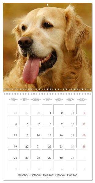 Produktbild: Happy Golden Retriever (Wall Calendar 2026 12 &times; 12 Inch) CALVENDO 12 Month Wall Calendar