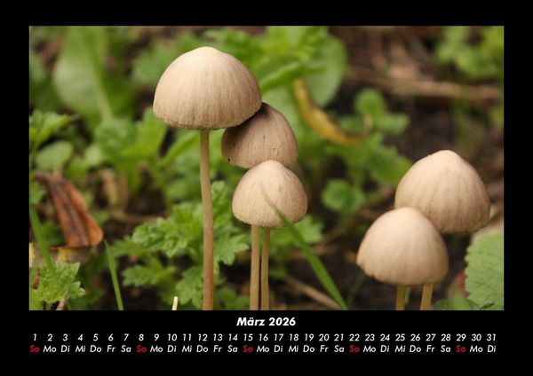 Produktbild: Pilzkalender 2026 Fotokalender DIN A3