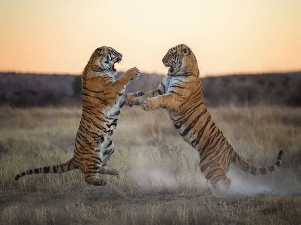 Produktbild: CALVENDO Puzzle Tiger | 1000 Teile Lege-Gr&ouml;&szlig;e 64x48cm Foto-Puzzle f&uuml;r gl&uuml;ckliche Stunden