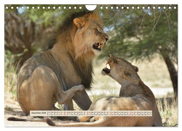 Produktbild: Kgalagadi-Durstland (Wandkalender 2026 DIN A4 quer), CALVENDO Monatskalender