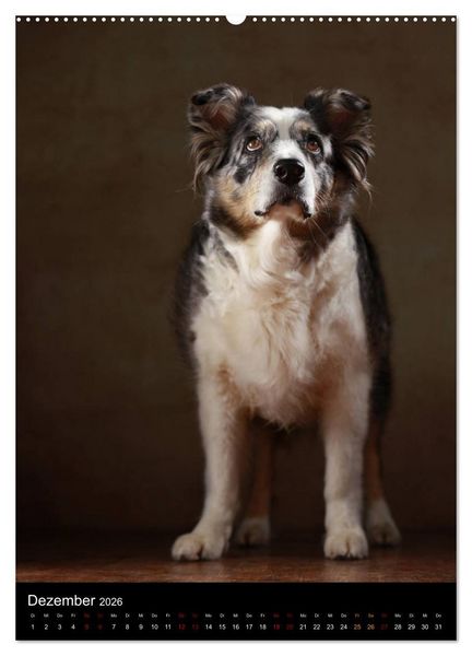 Produktbild: Geliebte Aussies - Australian Shepherds im Portrait (Wandkalender 2026 DIN A2 hoch), CALVENDO Monatskalender