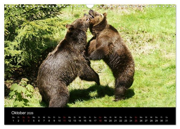 Produktbild: B&auml;ren im Nationalpark Bayerischer Wald (Wandkalender 2026 DIN A3 quer), CALVENDO Monatskalender