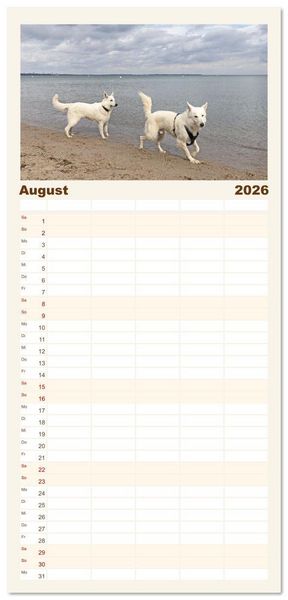 Produktbild: Familienplaner 2026 - Berger Blanc Suisse - Weggef&auml;hrten auf 4 Pfoten mit 5 Spalten (Wandkalender, 21 x 45 cm) CALVENDO