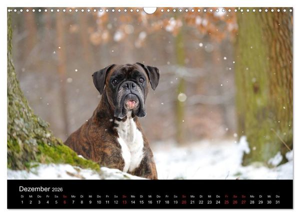 Produktbild: Boxer ? Was sonst ! (Wandkalender 2026 DIN A3 quer), CALVENDO Monatskalender
