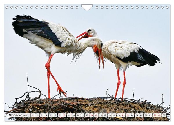 Produktbild: Eine Saison mit Familie Storch (Wandkalender 2026 DIN A4 quer), CALVENDO Monatskalender