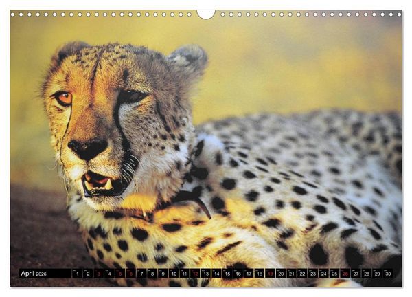 Produktbild: Die Lautlosen. Geparden und Leoparden (Wandkalender 2026 DIN A3 quer), CALVENDO Monatskalender