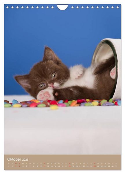 Produktbild: Britisch Kurzhaar Katzenkalender (Wandkalender 2026 DIN A4 hoch), CALVENDO Monatskalender