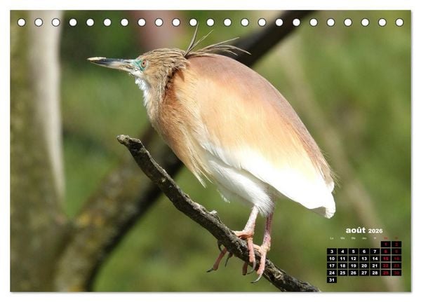Produktbild: Oiseaux exotiques (Calendrier de bureau 2026 DIN A5 vertical), CALVENDO calendrier mensuel