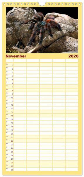 Produktbild: Familienplaner 2026 - Vogelspinnen - Tarantulas mit 5 Spalten (Wandkalender, 21 x 45 cm) CALVENDO