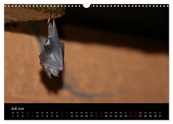 Produktbild: Flederm&auml;use - J&auml;ger der Nacht (Wandkalender 2026 DIN A3 quer), CALVENDO Monatskalender