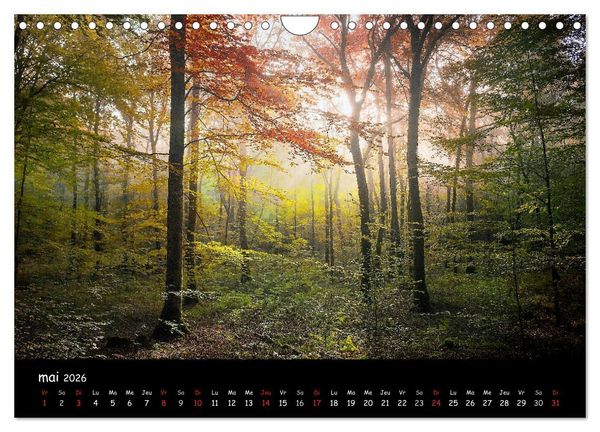 Produktbild: BROCELIANDE, la for&ecirc;t (Calendrier mural 2026 DIN A4 vertical), CALVENDO calendrier mensuel