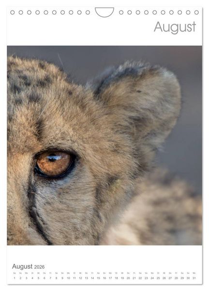 Produktbild: BIG CATS - Namibias Raubkatzen (Wandkalender 2026 DIN A4 hoch), CALVENDO Monatskalender