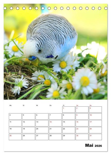 Produktbild: Der Wellensittich - mein bester Freund (Tischkalender 2026 DIN A5 hoch), CALVENDO Monatskalender